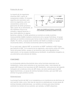Producción de novo


La mayoría de los organismos
sintetizan NAD+ a partir de
componentes simples. El conjunto
específico de reacciones varía
entre los organismos, pero una
característica común es la
generación de ácido quinolínico
(QA) a partir de un aminoácido, ya
sea triptófano (Trp) en los                 Algunas rutas metabólicas que sintetizan y consumen NAD+
                                           en los vertebrados. Las abreviaturas se definen en el texto.
animales y algunas bacterias, o
bien ácido aspártico en algunas
bacterias y plantas. El ácido quinolínico se convierte en ácido nicotínico
mononucleótido (NaMN) mediante transferencia de un grupo fosforibosa. Un grupo
adenilato se transfiere entonces para formar ácido nicotínico adenina dinucleótido
(NaAD). Por último, el grupo ácido nicotínico del NaAD es amidado a un grupo
nicotinamida (Nam), formando nicotinamida adenina dinucleótido.

En un nuevo paso, algunos NAD+ se convierten en NADP+ mediante la NAD+ kinasa,
que fosforila el NAD+. En la mayoría de los organismos, esta enzima utiliza ATP como
fuente del grupo fosfato, aunque en las bacterias tales como Mycobacterium
tuberculosis y en las arqueas comoPyrococcus horikoshii, el polifosfato inorgánico es
una alternativa como donante de fosfato.


FUNCIONES

La nicotinamida adenina dinucleótido tiene varias funciones esenciales en el
metabolismo. Actúa como coenzima en las reacciones redox, como donante de
grupos ADP-ribosa en las reacciones de ADP-ribosilación, como precursor del segundo
mensajero de la molécula cíclica de ADP-ribosa, así como sustrato para las ADN
ligasas bacterianas y un grupo de enzimas llamadas sirtuinas, que usan NAD+ para
eliminar los grupos proteícos acetilo.

Oxidoreductasas

La principal función del NAD+ en el metabolismo es la transferencia de electrones de
una reacción redox a otra. Este tipo de reacción es catalizada por un gran grupo de
enzimas llamadas oxidoreductasas. Los nombres correctos para estas enzimas
contienen los nombres de sus sustratos: por ejemplo, la NADH-ubiquinona
 