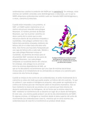 oxidoreductasa cataliza la oxidación del NADH por la coenzima Q. Sin embargo, estas
enzimas son también conocidas como deshidrogenasas o reductasas, por lo que la
NADH-ubiquinona oxidoreductasa también suele ser llamada NADH deshidrogenasa o,
a veces, coenzima Q reductasa.


Cuando están enlazados a una proteína, el
NAD+ y el NADH suelen mantenerse en un
motivo estructural conocido como pliegue
Rossmann. El nombre proviene de Michael
Rossmann, que fue el primer científico en
darse cuenta de lo común que es esta
estructura dentro de las proteínas enlazadas a
nucleótidos. Este pliegue contiene tres o más
hebras beta paralelas enlazadas mediante dos
hélices alfa en el orden beta-alfa-beta-alfa-
beta. Esto forma una hoja beta flanqueada por
una capa de hélices alfa a cada lado. Debido a
que cada pliegue Rossmann enlaza un
nucleótido, los dominios de enlace para el
dinucleótido NAD+ consisten de dos pares de       El pliegue de Rossmann en la zona de la lactato
pliegues Rossmann, con cada pliegue                deshidrogenasa de Cryptosporidium parvum,
                                                 con el NAD+ en rojo, las láminas beta en amarillo
enlazando un nucleótido dentro del cofactor.                y las hélices alfa en púrpura.
Sin embargo, este pliegue no es universal
entre las enzimas dependientes de NAD, ya
que se ha descubierto recientemente que una clase de enzimas bacterianas
involucradas en el metabolismo de los aminoácidos se enlazan a la coenzima pero
carecen de esta forma de pliegue.

Cuando se enlaza al sitio activo de una oxidoreductasa, el anillo nicotinamida de la
coenzima se coloca de modo que pueda aceptar un hidruro del otro sustrato. Ya que
el carbono C4 que acepta el hidrógeno es proquiral, esto puede ser explotado en la
cinética de enzimas para dar información sobre el mecanismo enzimático. Esto se
hace mediante la mezcla de una enzima con un sustrato que tiene átomos de
deuterio sustituidos por los hidrógenos, de tal forma que la enzima reducirá el
NAD+ mediante la transferencia de un deuterio en lugar de un átomo de hidrógeno.
En este caso, una enzima puede producir uno de los dos estereoisómeros de NADH.
En algunas enzimas, el hidrógeno se transfiere desde el plano superior del anillo de
nicotinamida (las oxidoreductasas clase A), mientras que en otras enzimas (las
oxidoreductasas de clase B) la transferencia se produce desde abajo.
 