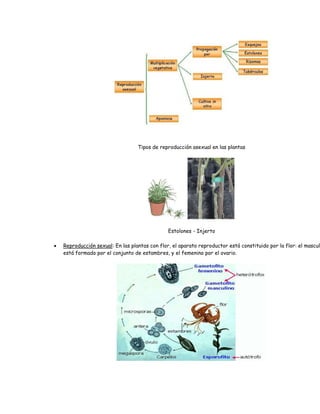 Tipos de reproducción asexual en las plantas
Estolones - Injerto
 Reproducción sexual: En las plantas con flor, el aparato reproductor está constituido por la flor: el mascul
está formado por el conjunto de estambres, y el femenino por el ovario.
 