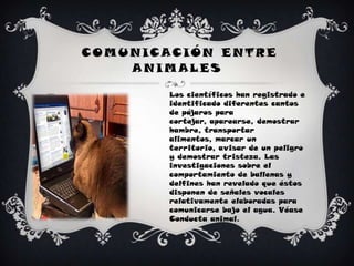  COMUNICACIÓN ENTRE ANIMALESLos científicos han registrado e identificado diferentes cantos de pájaros para cortejar, aparearse, demostrar hambre, transportar alimentos, marcar un territorio, avisar de un peligro y demostrar tristeza. Las investigaciones sobre el comportamiento de ballenas y delfines han revelado que éstos disponen de señales vocales relativamente elaboradas para comunicarse bajo el agua. Véase Conducta animal.