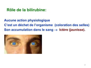 Rôle de la bilirubine:

Aucune action physiologique
C’est un déchet de l’organisme (coloration des selles)
Son accumulation dans le sang  Ictère (jaunisse).




                                                  13
 