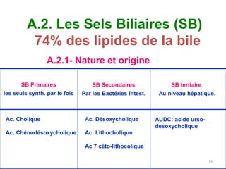 A.2. Les Sels Biliaires (SB)
          74% des lipides de la bile
                 A.2.1- Nature et origine

       SB Primaires                SB Secondaires               SB tertiaire
les seuls synth. par le foie   Par les Bactéries Intest.    Au niveau hépatique.



Ac. Cholique                    Ac. Désoxycholique         AUDC: acide urso-
                                                           desoxycholique
Ac. Chénodésoxycholique         Ac. Lithocholique

                                Ac 7 céto-lithocolique

                                                                               14
 
