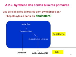 A.2.2. Synthèse des acides biliaires primaires

Les sels biliaires primaires sont synthétisés par
  l’hépatocytes à partir du cholestérol


                Acétyl Co-A


              Cholestérol libre
                                                      hépatocyte
                         Acides biliaires primaires




           Cholestérol        Acides biliaires (AB)    Bile
                                                                   15
 