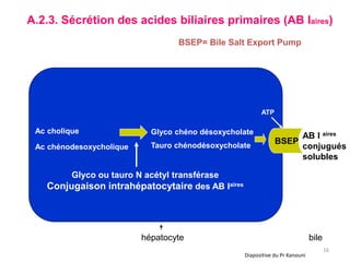 A.2.3. Sécrétion des acides biliaires primaires (AB Iaires)
                                  BSEP= Bile Salt Export Pump




                                                        ATP

 Ac cholique                Glyco chéno désoxycholate
                                                                   AB I aires
                            Tauro chénodésoxycholate
                                                              BSEP
 Ac chénodesoxycholique                                            conjugués
                                                                   solubles

        Glyco ou tauro N acétyl transférase
   Conjugaison intrahépatocytaire des AB Iaires




                          hépatocyte                                          bile
                                                                                     16
                                                  Diapositive du Pr Kanouni
 