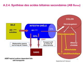 A.2.4. Synthèse des acides biliaires secondaires (AB IIaires)



                                                                                         COLON

       BILE                                                                          Déconjugaison
                                      INTESTIN GRÊLE

      AB I aires                                              10%
                                       AB I aires
      solubles
                                                                          Chénodesoxylate
                                         85%
                                                    ASBT
                                                     Transport actif
          Réabsorption passive                         au niveau de
                                                                                                désoxy
         tout le long de l’intestin                  l’iléon terminal                           cholate

                                                                                      lithocholate
                                          SANG
                                                                           Ac 7 cétolithocholique

 ASBT=apical sodium dependent bile                                                                    17
         salt transporter                                               Diapositive du Pr Kanouni
 