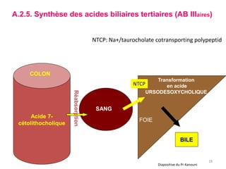 A.2.5. Synthèse des acides biliaires tertiaires (AB IIIaires)


                                    NTCP: Na+/taurocholate cotransporting polypeptid




     COLON
                                                              Transformation
                                                   NTCP          en acide
                                                          URSODESOXYCHOLIQUE
                     Réabsorption




                                     SANG
      Acide 7-
                                                     FOIE
 cétolithocholique

                                                                           BILE


                                                                                         18
                                                             Diapositive du Pr Kanouni
 