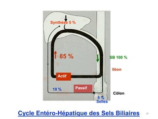 Synthèse 5 %




              85 %                     SB 100 %


                                        Iléon
             Actif


           10 %      Passif
                                        Côlon
                              5%
                              Selles


Cycle Entéro-Hépatique des Sels Biliaires         19
 