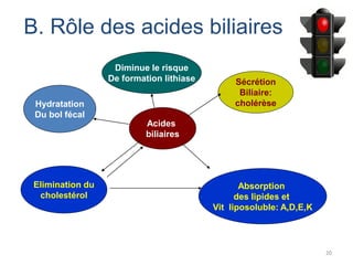 B. Rôle des acides biliaires
                   Diminue le risque
                  De formation lithiase        Sécrétion
                                                Biliaire:
 Hydratation                                   cholérèse
 Du bol fécal
                           Acides
                           biliaires




 Elimination du                                  Absorption
  cholestérol                                   des lipides et
                                          Vit liposoluble: A,D,E,K




                                                                     20
 