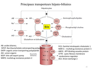 Principaux transporteurs hépato-biliaires




                                                Bile




AB: acides bilaires;                                   FIC1: familial intrahepatic cholestatic 1
NTCP: Na+/taurocholate cotransporting polypeptide      MDR 3: : multidrug resistance protein 3
OATP: organic anion transporting polypeptide           ABCG: ATP-Binding cassette protein
AO-: anion organic                                     CFTR: cystic fibrosis membrane
BSEP: bile salt export pomp                            conductance regulator
MRP2: multidrug resistance protein 2                   AE2: Anion exchange 2


                                                                                         22
 