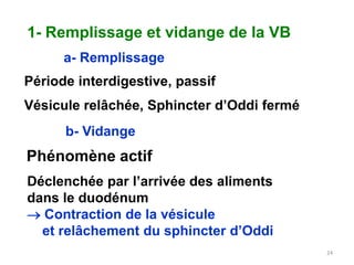 1- Remplissage et vidange de la VB
      a- Remplissage
Période interdigestive, passif
Vésicule relâchée, Sphincter d’Oddi fermé
      b- Vidange
Phénomène actif
Déclenchée par l’arrivée des aliments
dans le duodénum
 Contraction de la vésicule
  et relâchement du sphincter d’Oddi
                                            24
 