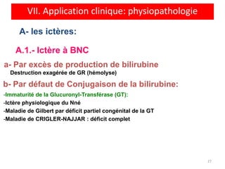 VII. Application clinique: physiopathologie

      A- les ictères:

    A.1.- Ictère à BNC
a- Par excès de production de bilirubine
  Destruction exagérée de GR (hémolyse)

b- Par défaut de Conjugaison de la bilirubine:
-Immaturité de la Glucuronyl-Transférase (GT):
-Ictère physiologique du Nné
-Maladie de Gilbert par déficit partiel congénital de la GT
-Maladie de CRIGLER-NAJJAR : déficit complet




                                                              27
 