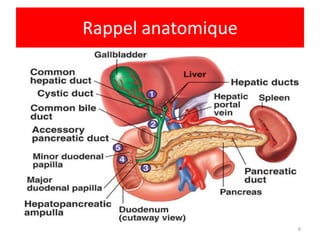 Rappel anatomique




                    6
 