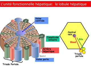 L’unité fonctionnelle hépatique: le lobule hépatique


                    Veine
                    centrale




                                            Central
                                            vein
                               Canalicule
                                biliaire              Bile
                                              Blood


                          Artère
                          hépatique
                                                 Triade
                                                  portale
                     Veine porte

 Triade Portale
 