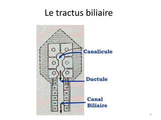 Le tractus biliaire


          Canalicule




           Ductule


           Canal
           Biliaire
                       8
 