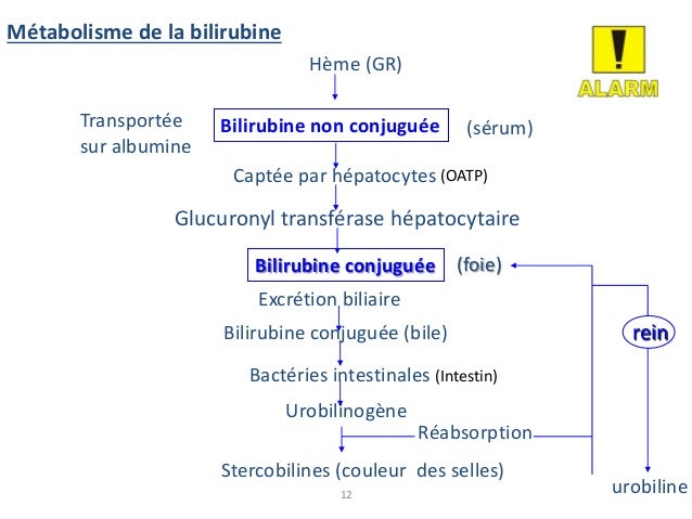 Révéler des helminthes lorganisme