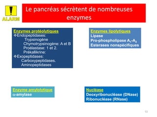 Le pancréas sécrètent de nombreuses
                    enzymes
Enzymes protéolytiques            Enzymes lipolytiques
Endopeptidases:                  Lipase
     Trypsinogène                 Pro-phospholipase A1-A2
    Chymotrypsinogène: A et B     Esterases nonspécifiques
    Proélastase: 1 et 2.
    Prékallikrine:
Exopeptidases:
   Carboxypeptidases.
   Aminopeptidases




Enzyme amylolytique             Nucléase
-amylase                       Deoxyribonucléase (DNase)
                                Ribonucléase (RNase)


                                                             13
 