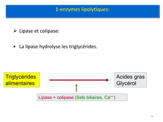 1-enzymes lipolytiques:


    Lipase et colipase:

   • La lipase hydrolyse les triglycérides.




Triglycérides                                              Acides gras
alimentaires                                               Glycérol

                Lipase + colipase (Sels biliaires, Ca++)



                                                                         14
 