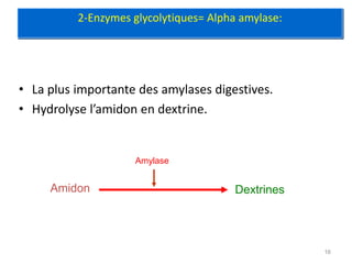2-Enzymes glycolytiques= Alpha amylase:




• La plus importante des amylases digestives.
• Hydrolyse l’amidon en dextrine.


                    Amylase


     Amidon                             Dextrines




                                                    16
 