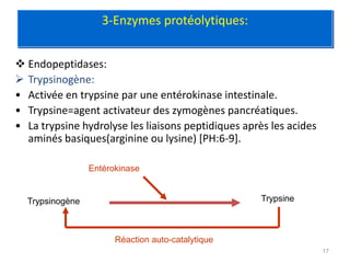 3-Enzymes protéolytiques:


 Endopeptidases:
 Trypsinogène:
• Activée en trypsine par une entérokinase intestinale.
• Trypsine=agent activateur des zymogènes pancréatiques.
• La trypsine hydrolyse les liaisons peptidiques après les acides
  aminés basiques(arginine ou lysine) [PH:6-9].

                 Entérokinase


  Trypsinogène                                       Trypsine



                       Réaction auto-catalytique
                                                                    17
 