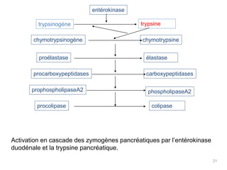 entérokinase

         trypsinogéne                        trypsine

       chymotrypsinogène                     chymotrypsine


         proélastase                           élastase

       procarboxypeptidases                    carboxypeptidases

       prophospholipaseA2                      phospholipaseA2

        procolipase                              colipase




Activation en cascade des zymogènes pancréatiques par l’entérokinase
duodénale et la trypsine pancréatique.
                                                                       21
 