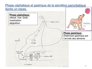 Phase céphalique et gastrique de la sécrétion pancréatique
Après un repas.
   Phase céphalique:
   odorat, Vue, Goût,
   mastication
   déglutition



                                         Phase gastrique:
                                         Distension gastrique par
                                         l’arrivée des aliments




                                                             27
 