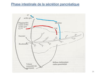 Phase intestinale de la sécrétion pancréatique




                                                 28
 