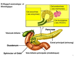 II-Rappel anatomique et
Histologique                                         Cel.endocrines
                                                     ( sec.hormones)
                          Cel.exocrines
                          ( sec.enzymes)


                                                         Cel.ductulaires
                                                         ( sec.HCO3-)




    Gall bladder
    Vésicule biliaire



                                                     Canal principal (wirsung)




  Sphincter of Oddi       Voie biliaire principale (cholédoque)
                                                                             5
 