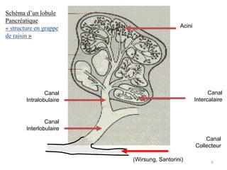 Schéma d’un lobule
Pancréatique
« structure en grappe                      Acini
de raisin »




                Canal                                    Canal
        Intralobulaire                             Intercalaire


                Canal
        Interlobulaire
                                                       Canal
                                                   Collecteur

                         (Wirsung, Santorini)             6
 