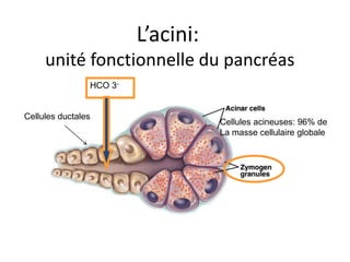 L’acini:
     unité fonctionnelle du pancréas
                HCO 3-


Cellules ductales
                                    Cellules acineuses: 96% de
                                    La masse cellulaire globale
 