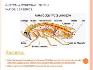Las cucarachas | PPTX