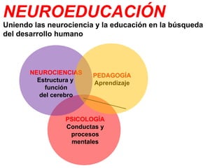 NEUROEDUCACIÓN 
Uniendo las neurociencia y la educación en la búsqueda 
del desarrollo humano 
PEDAGOGÍA 
Aprendizaje 
NEUROCIENCIAS 
Estructura y 
función 
del cerebro 
PSICOLOGÍA 
Conductas y 
procesos 
mentales 
NEUROEDUCACIÓN 
 