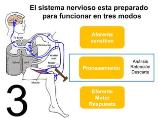 El sistema nervioso esta preparado 
para funcionar en tres modos 
Procesamiento 
Eferente 
Motor 
Respuesta 
Análisis 
Retención 
Descarte 
Aferente 
sensitivo 
3 
 