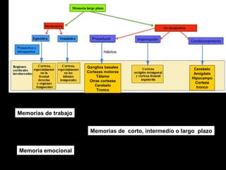 Prospectiva y 
retrospectiva 
Procedural Imprimación Condicionamiento 
Cerebelo 
Amígdala 
Hipocampo 
Corteza 
tronco 
Hábitos 
Ganglios basales 
Cortezas motoras 
Tálamo 
Otras cortezas 
Cerebelo 
Tronco 
Memorias de trabajo 
Memoria emocional 
Memorias de corto, intermedio o largo plazo 
 
