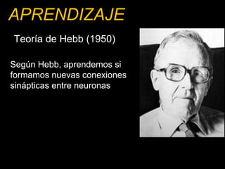 APRENDIZAJE 
Teoría de Hebb (1950) 
Según Hebb, aprendemos si 
formamos nuevas conexiones 
sinápticas entre neuronas 
“El Aprendizaje es una nueva 
relación que se crea entre 
neuronas y recordar es mantener 
esa relación socialmente activa” 
 