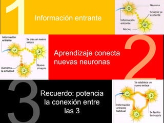 1Información entrante Aprendizaje conecta 
nuevas neuronas 2 Recuerdo: potencia 
la conexión entre 
las 3 3 
 