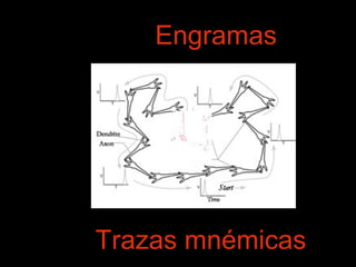 Engramas 
Trazas mnémicas 
 