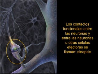 Los contactos 
funcionales entre 
las neuronas y 
entre las neuronas 
u otras células 
efectoras se 
llaman: sinapsis 
 