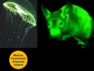 Medusa 
Fluorecente 
Aequorea 
victoria 
 