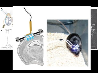 Joshua T. Trachtenberg y col. Nature 2009 
 