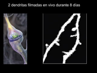 2 dendritas filmadas en vivo durante 8 días 
 