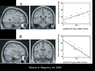 Eleanor A. Maguire y col. 2006 
 