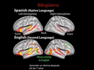Bilingüismo 
Aprender un idioma después 
de los 7 años 
 