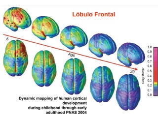 Lóbulo frontal 
Lóbulo Frontal 
Motivación 
Intencionalidad - Toma de decisiones 
Planificación hacia el futuro 
Autocontrol 
Flexibilidad del pensamiento 
Intuición de nuestro mundo mental y el 
de los otros 
Empatía 
Libre elección 
Juicio 
Identidad 
Comunicación y conductas sociales- 
Moral y ética 
Proyectos futuros 
Dynamic mapping of human cortical 
development 
during childhood through early 
adulthood PNAS 2004 
 