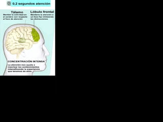 Comienzo 
del aprendizaje 
 