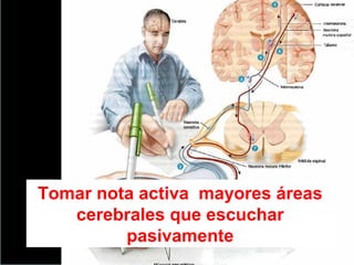 Escuchar 
Tomar nota activa mayores áreas 
cerebrales que escuchar 
pasivamente 
Comprender 
 