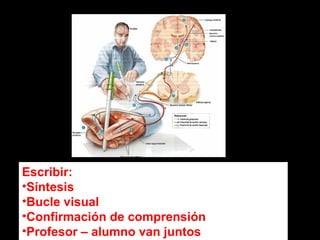 Escribir: 
•Síntesis 
•Bucle visual 
•Confirmación de comprensión 
•Profesor – alumno van juntos 
 