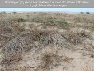 Something worrying when is the most relevant dune constructor. We have not found any
photograph of dunes without marram grass
 