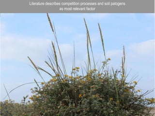 Literature describes competition processes and soil patogens
as most relevant factor
 