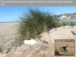 The accumulation of dog excreta can also be a problem for a plant which requires oligotrophic
soils
 