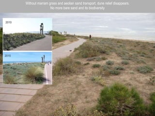 Without marram grass and aeolian sand transport, dune relief disappears.
No more bare sand and its biodiversity
 